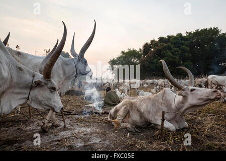 Le Soudan du Sud. 13 Jan, 2016. Un membre de la tribu Mundari se réveille à côté de ses vaches et un feu couvant encore-dung. Chaque homme est responsable d'environ 20 animaux. Ankole-Watusi, également connu sous le nom de Longhorn Ankole, ou "bétail de Kings' est un livre de 900 à 1 600 bovins de race Landrace Originaire de l'Afrique avec des cornes qui peuvent atteindre jusqu'à 8 pi de hauteur. © Tarek Zaidi/ZUMA/ZUMAPRESS.com/Alamy fil Live News Banque D'Images