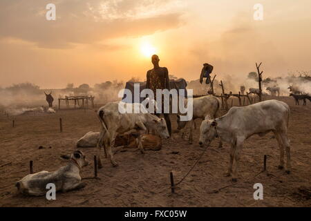 Le Soudan du Sud. Feb 22, 2016. Un homme Mundari vérifie que ses animaux sont bien intégré à pegs avant le coucher du soleil. Ankole-Watusi, également connu sous le nom de Longhorn Ankole, ou "bétail de Kings' est un livre de 900 à 1 600 bovins de race Landrace Originaire de l'Afrique avec des cornes qui peuvent atteindre jusqu'à 8 pi de hauteur. © Tarek Zaidi/ZUMA/ZUMAPRESS.com/Alamy fil Live News Banque D'Images