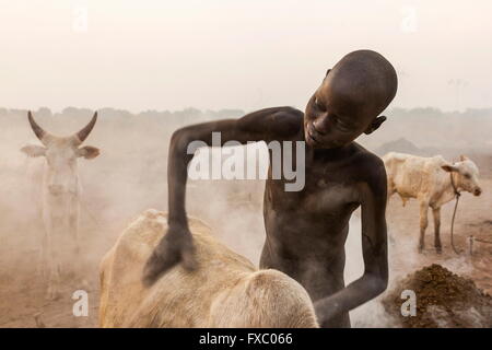 Le Soudan du Sud. Feb 22, 2016. Un garçon de l'élevage de bétail Mundari nettoyage tribu un veau avec de la cendre d'un feu de fumier. Il protège les animaux contre les moustiques et les tics et est un antiseptique naturel. Ankole-Watusi, également connu sous le nom de Longhorn Ankole, ou "bétail de Kings' est un livre de 900 à 1 600 bovins de race Landrace Originaire de l'Afrique avec des cornes qui peuvent atteindre jusqu'à 8 pi de hauteur. © Tarek Zaidi/ZUMA/ZUMAPRESS.com/Alamy fil Live News Banque D'Images