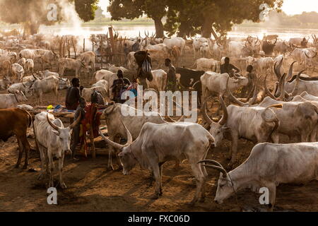 Le Soudan du Sud. Feb 22, 2016. La tribu Mundari se préparer pour la journée à venir. Ankole-Watusi, également connu sous le nom de Longhorn Ankole, ou "bétail de Kings' est un livre de 900 à 1 600 bovins de race Landrace Originaire de l'Afrique avec des cornes qui peuvent atteindre jusqu'à 8 pi de hauteur. © Tarek Zaidi/ZUMA/ZUMAPRESS.com/Alamy fil Live News Banque D'Images