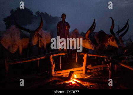 Le Soudan du Sud. Feb 21, 2016. Un jeune homme Mundari veille sur le feu et ses vaches pendant la nuit. Ankole-Watusi, également connu sous le nom de Longhorn Ankole, ou "bétail de Kings' est un livre de 900 à 1 600 bovins de race Landrace Originaire de l'Afrique avec des cornes qui peuvent atteindre jusqu'à 8 pi de hauteur. © Tarek Zaidi/ZUMA/ZUMAPRESS.com/Alamy fil Live News Banque D'Images