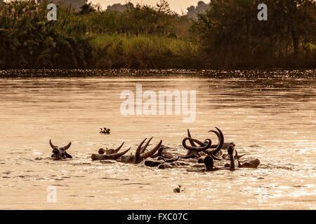 Le Soudan du Sud. 13 Jan, 2016. Mundari hommes nager avec leur bétail pour les guider sur le Nil. C'est un voyage rempli de dangers et de difficultés. Ankole-Watusi, également connu sous le nom de Longhorn Ankole, ou "bétail de Kings' est un livre de 900 à 1 600 bovins de race Landrace Originaire de l'Afrique avec des cornes qui peuvent atteindre jusqu'à 8 pi de hauteur. © Tarek Zaidi/ZUMA/ZUMAPRESS.com/Alamy fil Live News Banque D'Images