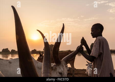 Le Soudan du Sud. Feb 22, 2016. Un jeune homme Mundari nettoie les cornes de son animal avec des cendres et de la boue pour éviter tout frottement ou maladie. Ankole-Watusi, également connu sous le nom de Longhorn Ankole, ou "bétail de Kings' est un livre de 900 à 1 600 bovins de race Landrace Originaire de l'Afrique avec des cornes qui peuvent atteindre jusqu'à 8 pi de hauteur. © Tarek Zaidi/ZUMA/ZUMAPRESS.com/Alamy fil Live News Banque D'Images