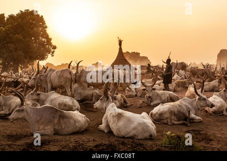 Le Soudan du Sud. Feb 23, 2016. Les animaux retour au camp autour de coucher du soleil. Ankole-Watusi, également connu sous le nom de Longhorn Ankole, ou "bétail de Kings' est un livre de 900 à 1 600 bovins de race Landrace Originaire de l'Afrique avec des cornes qui peuvent atteindre jusqu'à 8 pi de hauteur. © Tarek Zaidi/ZUMA/ZUMAPRESS.com/Alamy fil Live News Banque D'Images