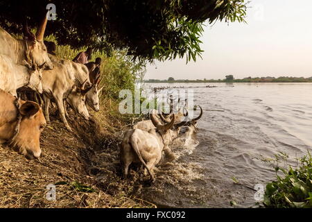 Le Soudan du Sud. 13 Jan, 2016. Le Mundari encourager leur bétail pour traverser le Nil pour se rendre à une île où ils broutent au cours des prochains mois. Ankole-Watusi, également connu sous le nom de Longhorn Ankole, ou "bétail de Kings' est un livre de 900 à 1 600 bovins de race Landrace Originaire de l'Afrique avec des cornes qui peuvent atteindre jusqu'à 8 pi de hauteur. © Tarek Zaidi/ZUMA/ZUMAPRESS.com/Alamy fil Live News Banque D'Images