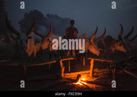 Le Soudan du Sud. Feb 21, 2016. Un jeune homme Mundari veille sur le feu et ses vaches pendant la nuit. Ankole-Watusi, également connu sous le nom de Longhorn Ankole, ou "bétail de Kings' est un livre de 900 à 1 600 bovins de race Landrace Originaire de l'Afrique avec des cornes qui peuvent atteindre jusqu'à 8 pi de hauteur. © Tarek Zaidi/ZUMA/ZUMAPRESS.com/Alamy fil Live News Banque D'Images