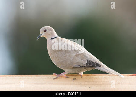 Une tête (Streptopelia decaocto) perché sur une maison d'oiseau. Banque D'Images