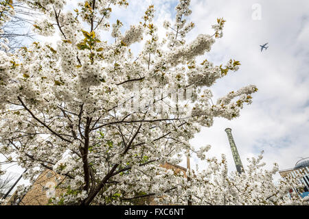 Londres, Royaume-Uni. 14 avril, 2016. Fleur de cerisier blanc à Rotherhithe South East London Crédit : Guy Josse/Alamy Live News Banque D'Images