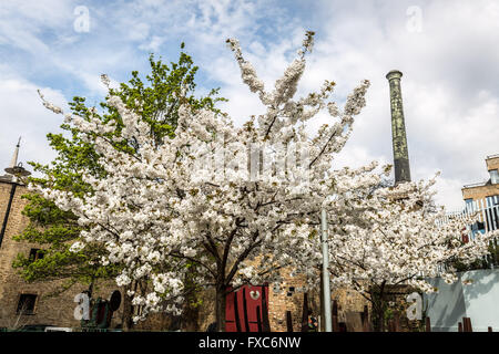 Londres, Royaume-Uni. 14 avril, 2016. Fleur de cerisier blanc à Rotherhithe South East London Crédit : Guy Josse/Alamy Live News Banque D'Images