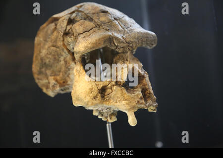 L'Homo Erectus. L'Asie. -1, 6 millions d'années.-100.000 Moyennes et inférieures du Pléistocène. Taille du cerveau : 850-1100 cm3. Technologie : le Mode 1. Banque D'Images