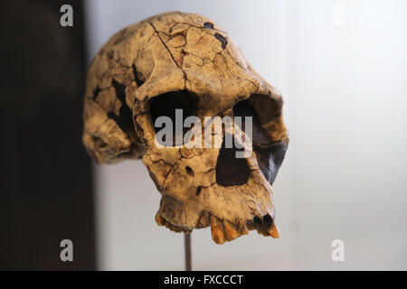 L'Homo Habilis. L'Afrique orientale et australe. -2,3-1,6 millions d'années. Du Pléistocène moyen. Technologie : le Mode 1 (Oldowan). Banque D'Images