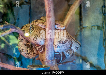 Dans le terrarium boa sur une branche d'arbre dans un verre Banque D'Images