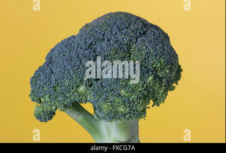 Le brocoli sur fond jaune Banque D'Images