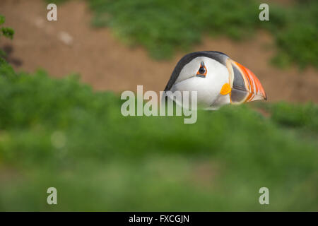 Macareux moine (Fratercula arctica), adulte, sur le site du terrier, la mèche, Skomer, Pays de Galles, Royaume-Uni en juin. Banque D'Images