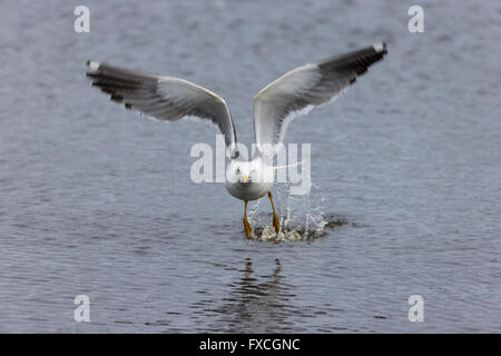 Moindre goéland marin Larus fuscus, adulte, se baigner dans la piscine d'eau douce, Skomer, Pays de Galles, Royaume-Uni en juin. Banque D'Images