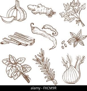 Faites à la main les herbes et épices Set Illustration de Vecteur