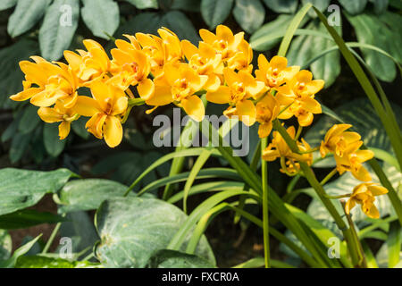 Spike d'Orchidées Cymbidium jaune (Nonna 'Goldilocks' ) Banque D'Images
