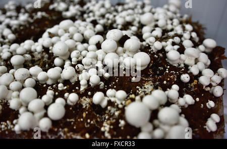 Champignons cultivés. Calahorra, La Rioja, Espagne, Europe Banque D'Images