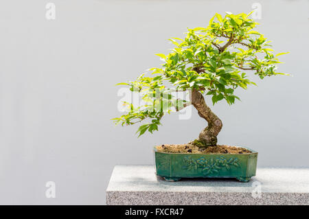 Yo 20 cherry Kurile bonsai (Prunus kurilensis nipponica v) Banque D'Images