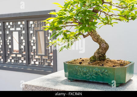 Yo 20 cherry Kurile bonsai (Prunus kurilensis nipponica v) Banque D'Images