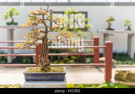 75 ans bonsai de Grenade (Punica granatum nana) Banque D'Images