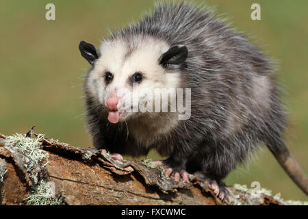 Les jeunes adultes de plissement possum Banque D'Images