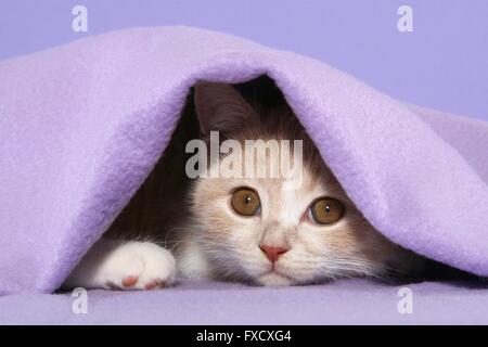 Chaton British Shorthair Banque D'Images