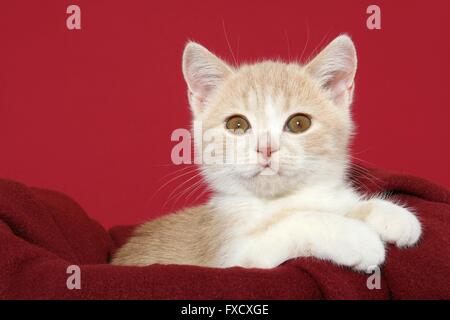 Chaton British Shorthair Banque D'Images