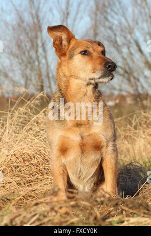 Airedale-Terrier assis-Shepherd Banque D'Images