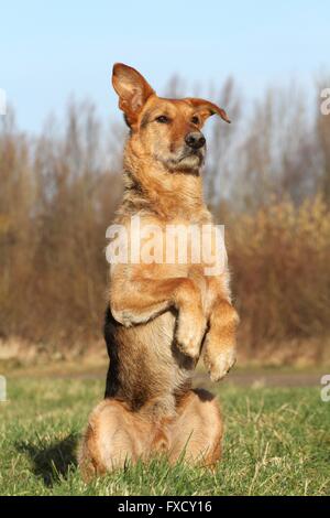 La mendicité Airedale-Terrier-Shepherd Banque D'Images