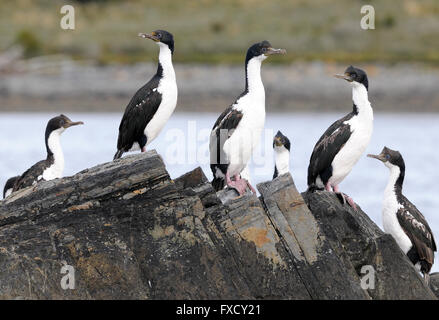 Cormorans impériaux immatures (Phalacrocorax atriceps) sur une île rocheuse, dans le canal de Beagle. Ushuaia, Argentine. Banque D'Images