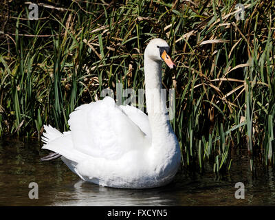 Un homme (s/n), le Cygne tuberculé Cygnus olor de lissage et d'afficher sur le test de la rivière dans le Hampshire au début du printemps. Banque D'Images