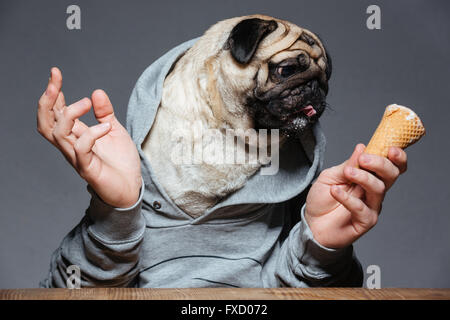 Funny pug dog avec l'homme les mains en gris à capuche eating ice-cream sur fond gris Banque D'Images