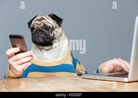 L'homme drôle avec tête de chien pug à rayures à l'aide d'ordinateur portable en pull-over et smartphone Blackberry sur fond gris Banque D'Images