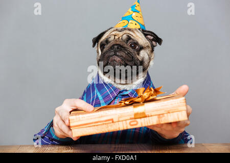 Homme triste avec tête de chien pug dans anniversaire chapeau avec boîte-cadeau sur fond gris Banque D'Images