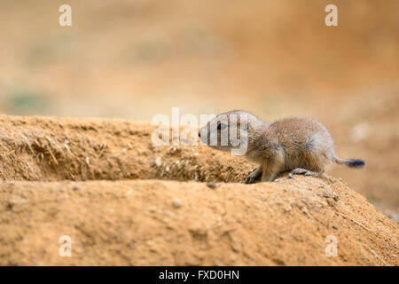 Chien de prairie bébé (genre cynomys) Banque D'Images