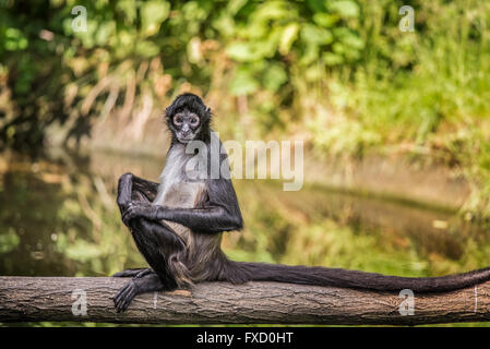 Portrait du singe araignée de Geoffroy (Ateles geoffroyi) assis sur un arbre Banque D'Images