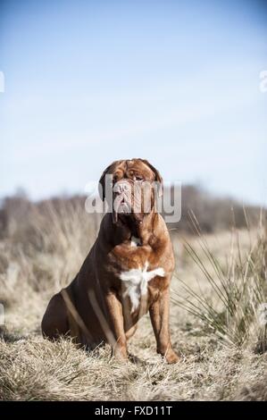 Assis Dogue de Bordeaux Banque D'Images