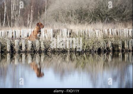 Assis Dogue de Bordeaux Banque D'Images