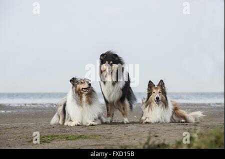 Colleys à poil long Banque D'Images