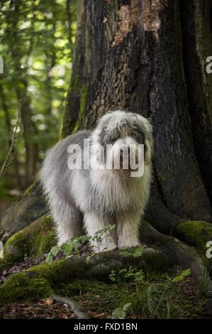 Bobtail dans la forêt Banque D'Images