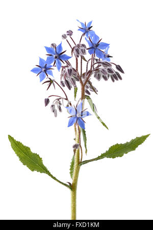 Plante bourrache (Borago officinalis) isolé sur fond blanc Banque D'Images