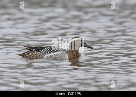 canard sarcelle d’été Banque D'Images