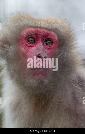 Macaque japonais Banque D'Images