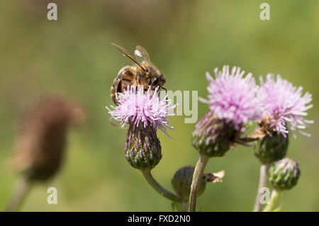 Une abeille à miel (Apis mellifera) sur une fleur de chardon des champs (Cirsium arvense). Banque D'Images