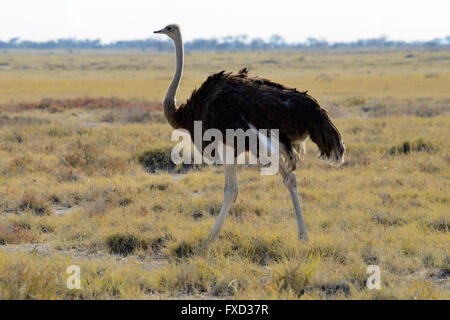 Autruche Struthio camelus (commune) dans le parc national d'Etosha, Namibie Banque D'Images