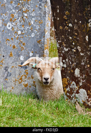 Moutons Portland assis dans l'Église, Shipley, West Sussex, Angleterre Banque D'Images