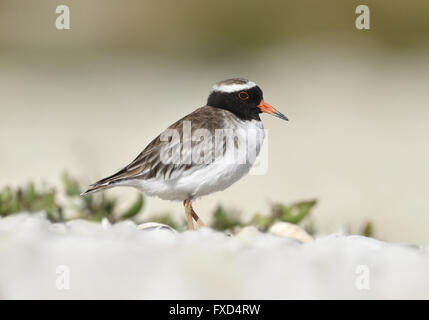 Shore Siffleur - Thinornis novaeseelandiae Banque D'Images