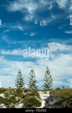 L'île Rottnest (Wadjemup) une île au large de la côte ouest de l'Australie 18k à l'ouest de Freemantle Banque D'Images