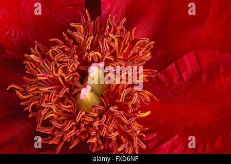 Libre d'étamines, les stigmates et les anthères de couleur rouge pivoine (Paeonia lactiflora) Rubis de Birmanie cultivar Banque D'Images